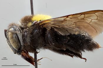 Media type: image;   Entomology 810652 Aspect: habitus lateral view